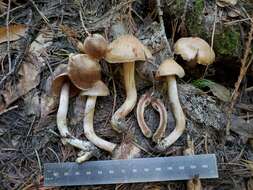 Image of Cortinarius ahsii McKnight 1975