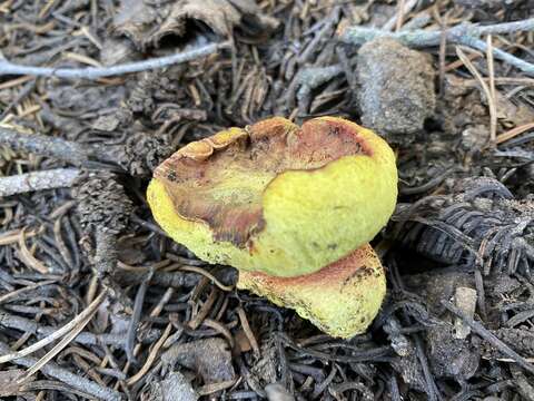 Image of Gastroboletus vividus Trappe & Castellano 2000