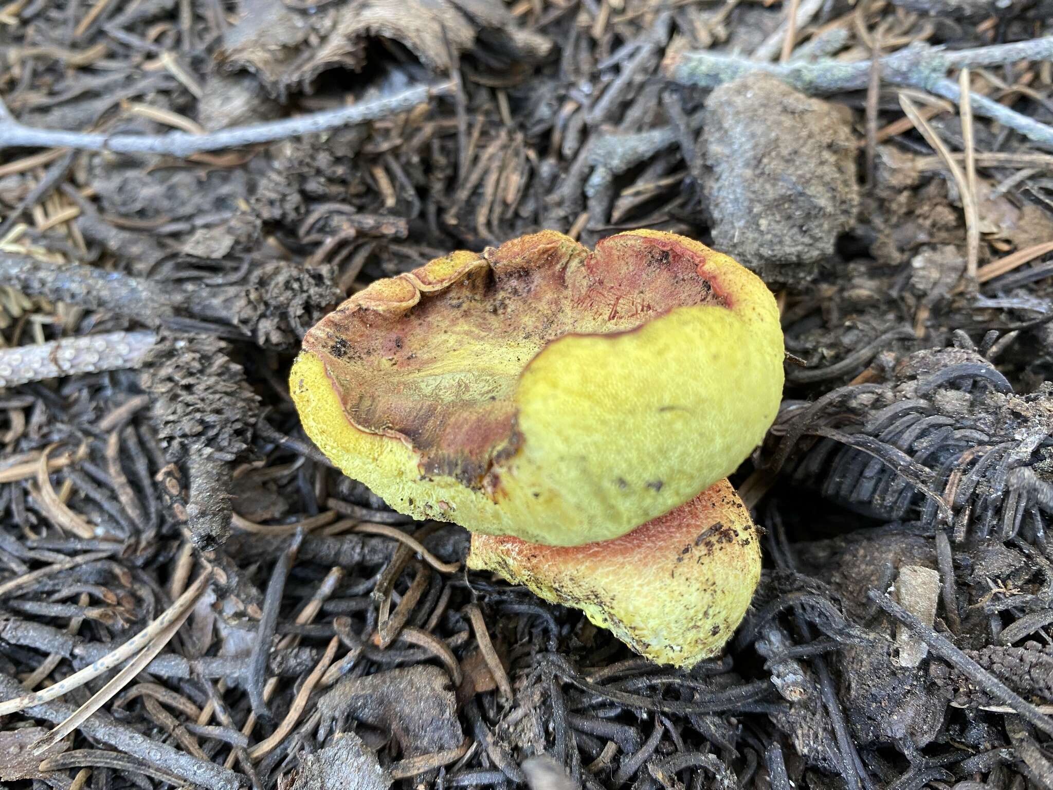 Image of Gastroboletus vividus Trappe & Castellano 2000