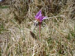 Image of Dog tooth lily