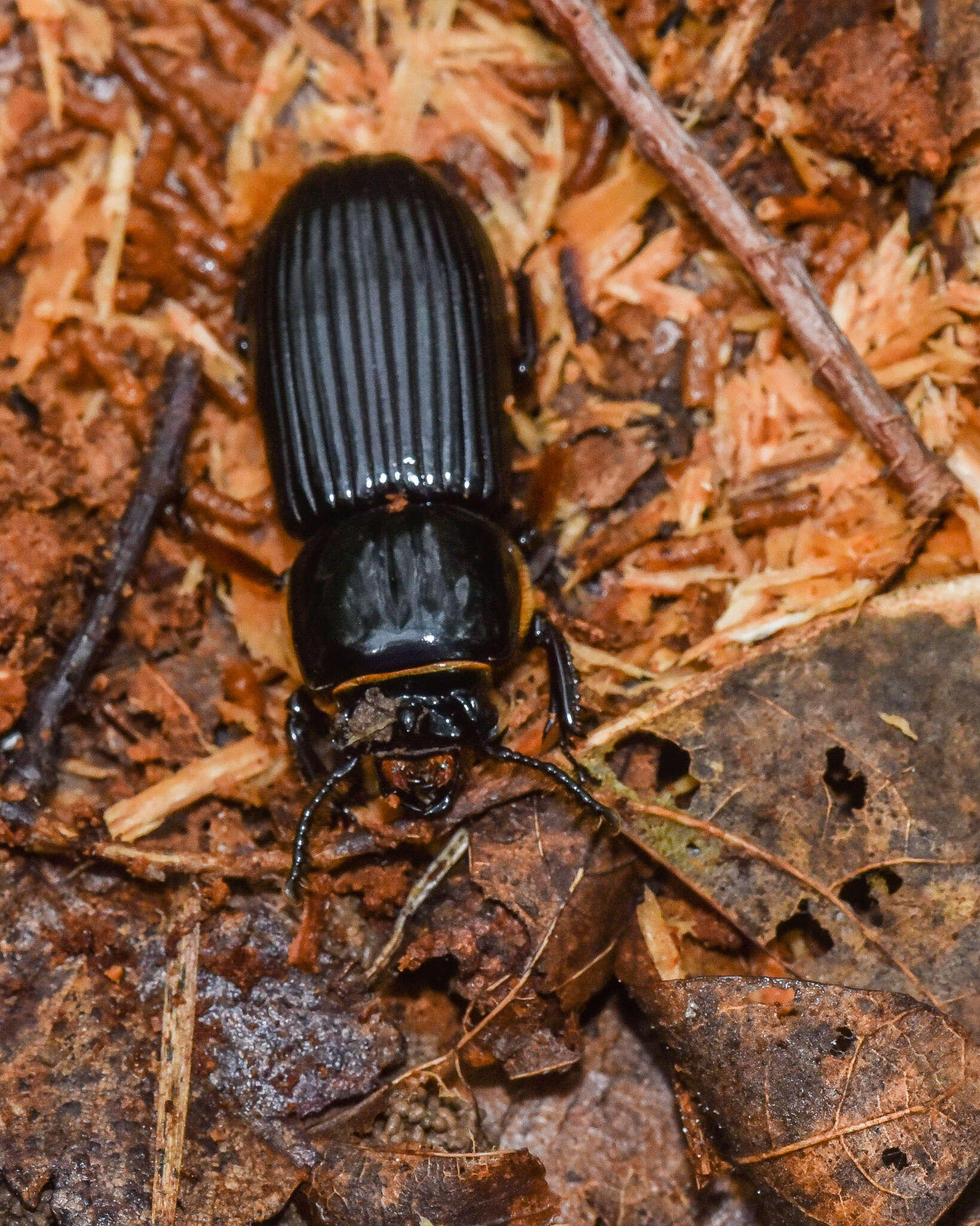 Image of Horned Passalus