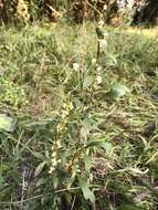 Image of beaked dodder