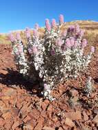 Image of Ptilotus rotundifolius (F. Müll.) F. Müll.