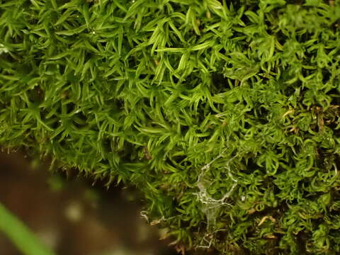 Image of Lapland yoke-moss