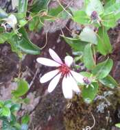 Image of Mutisia spinosa Ruiz & Pav.