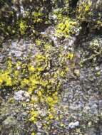 Image of dust lichen