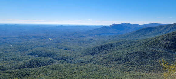 Image of mountain dwarfdandelion