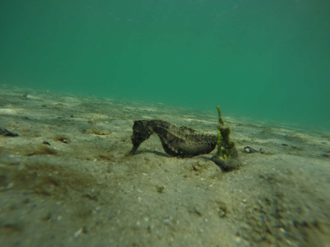 Image of Lined Seahorse