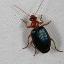 Image of Large Foliage Ground Beetle