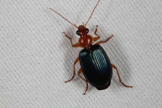 Image of Large Foliage Ground Beetle