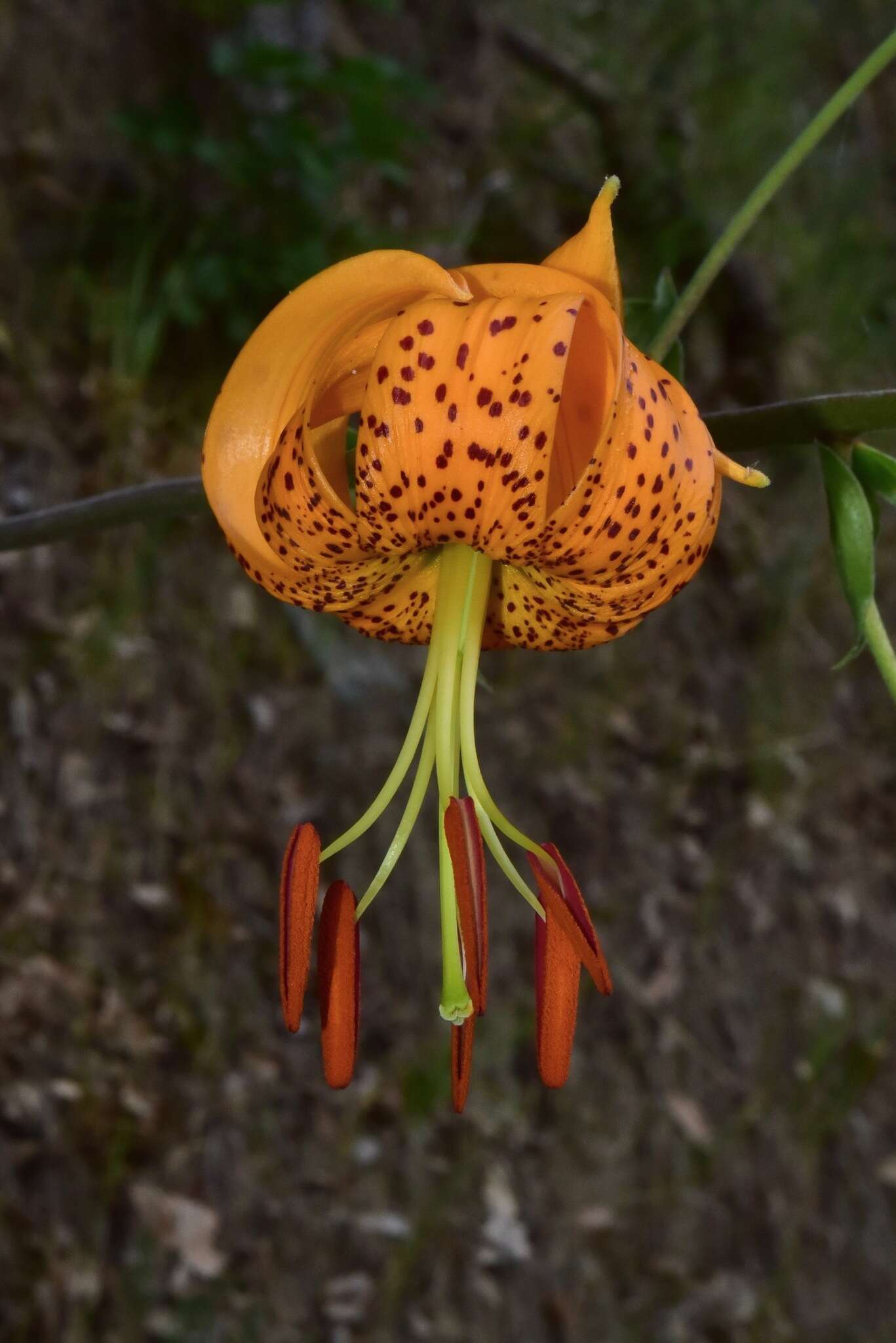 Слика од Lilium humboldtii subsp. humboldtii