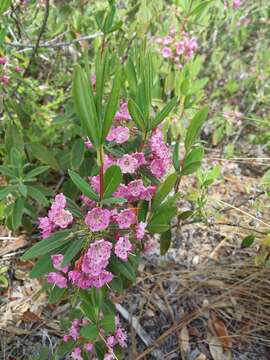 Image of Carolina-Laurel