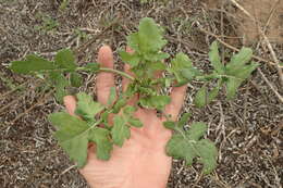 Image of Mediterranean cabbage