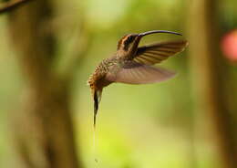 Image of Phaethornis longirostris baroni Hartert 1897