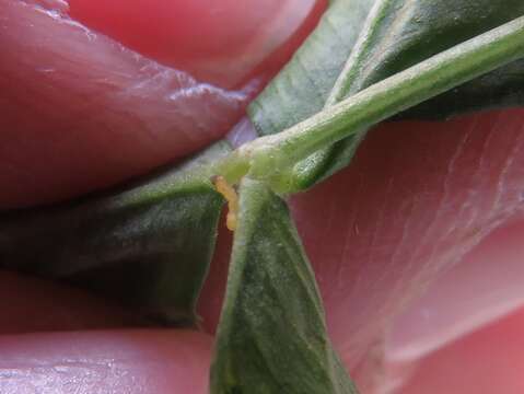 Image of Leaf miner moth