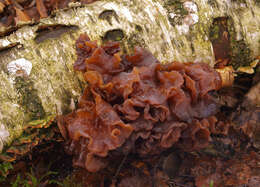 Image of Tremella foliacea