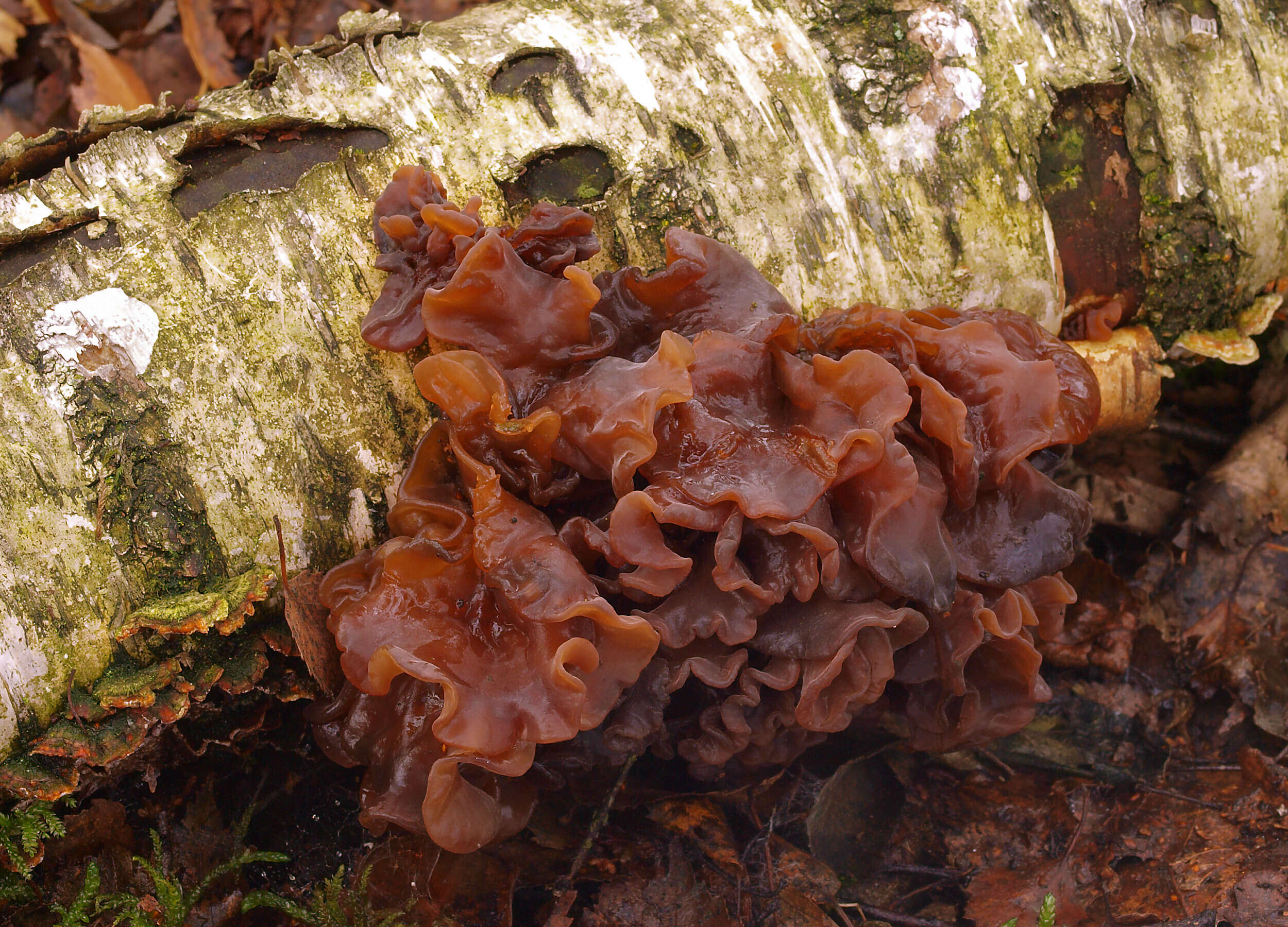 Image de Tremella foliacea