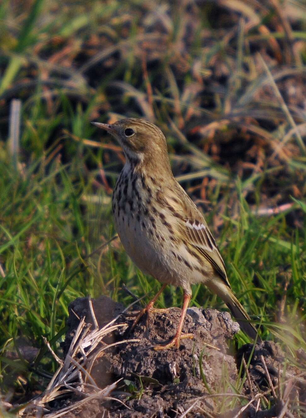 Image of Meadow Pipit