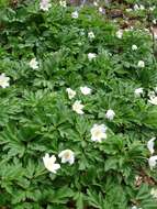 Imagem de Anemone nemorosa L.