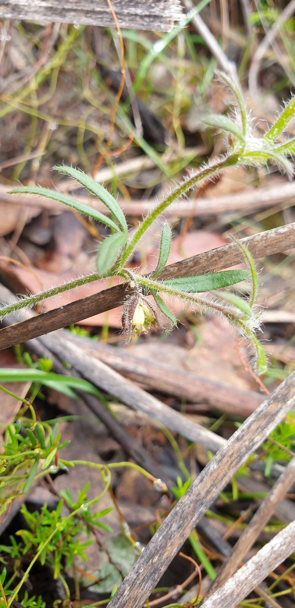 Image de Xanthosia huegelii (Benth.) Steudel