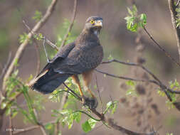 Image of Grasshopper Buzzard