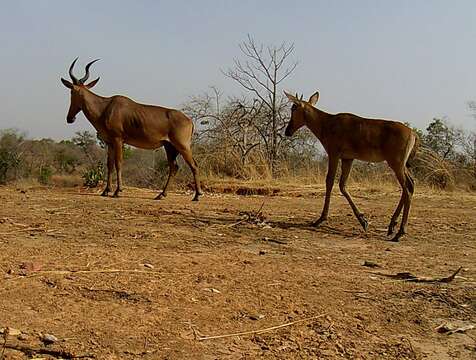 Image of Western Hartebeest