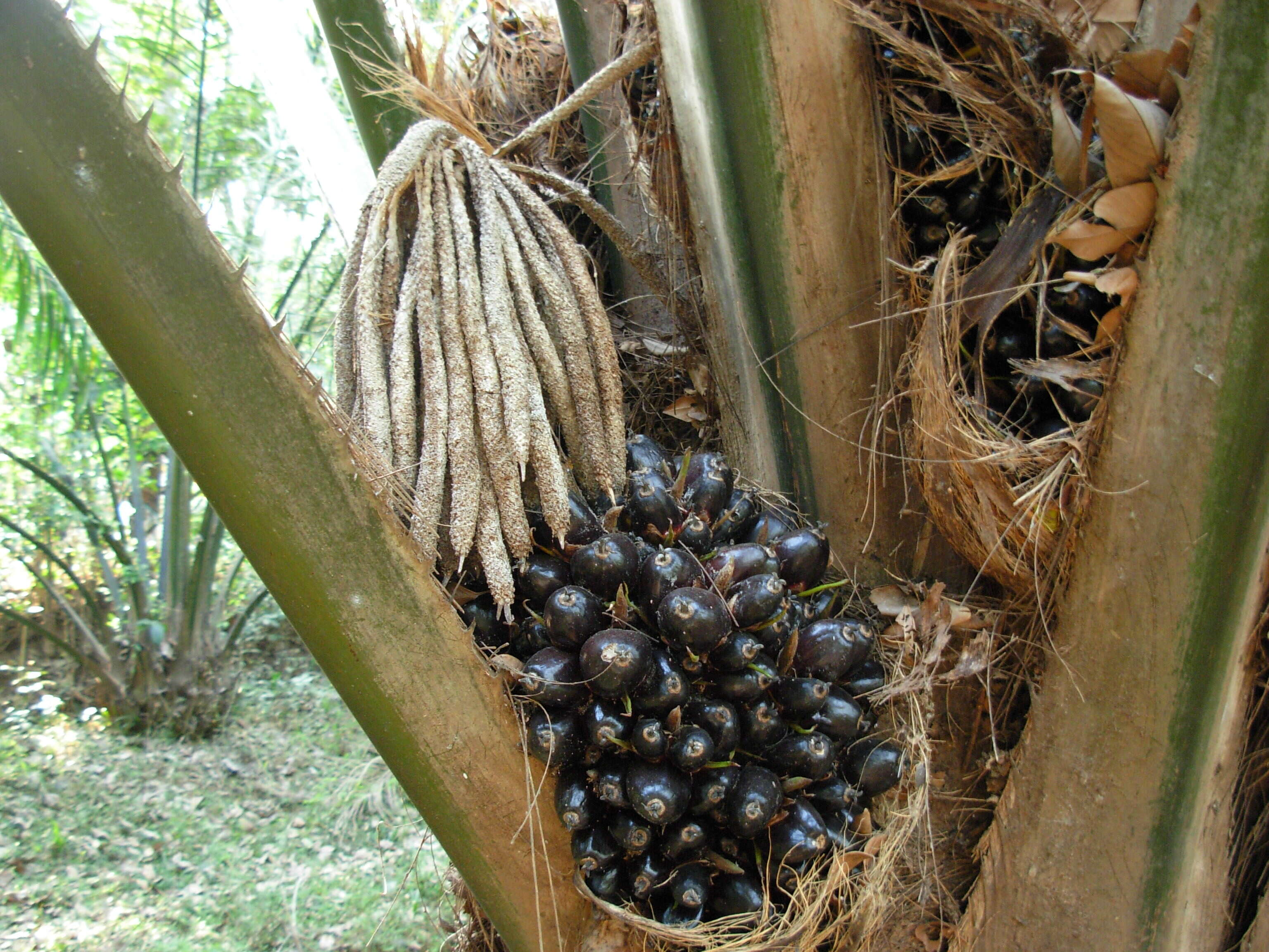 Plancia ëd Elaeis guineensis Jacq.