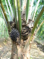 Image of African oil palm