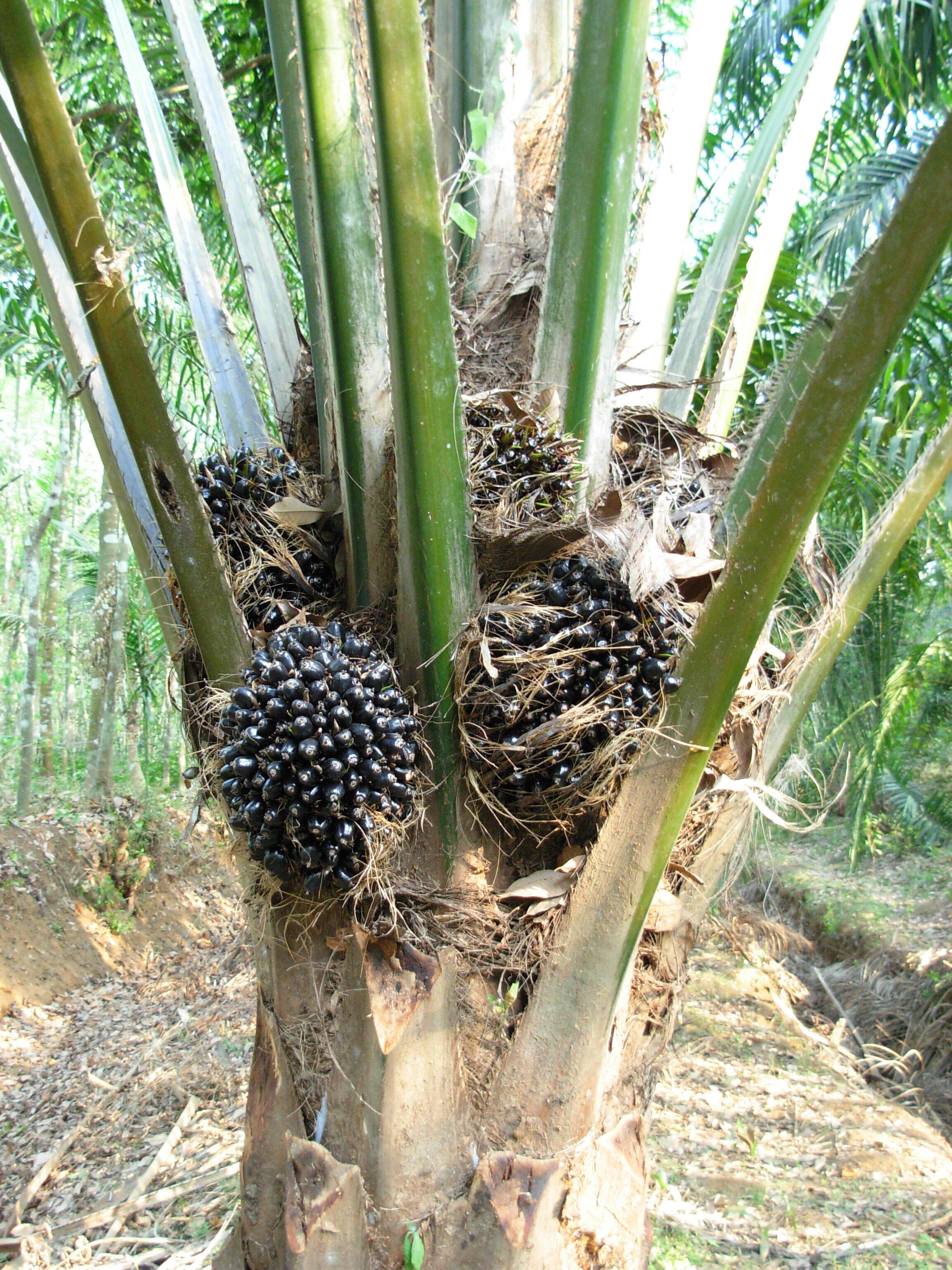 Слика од Elaeis guineensis Jacq.