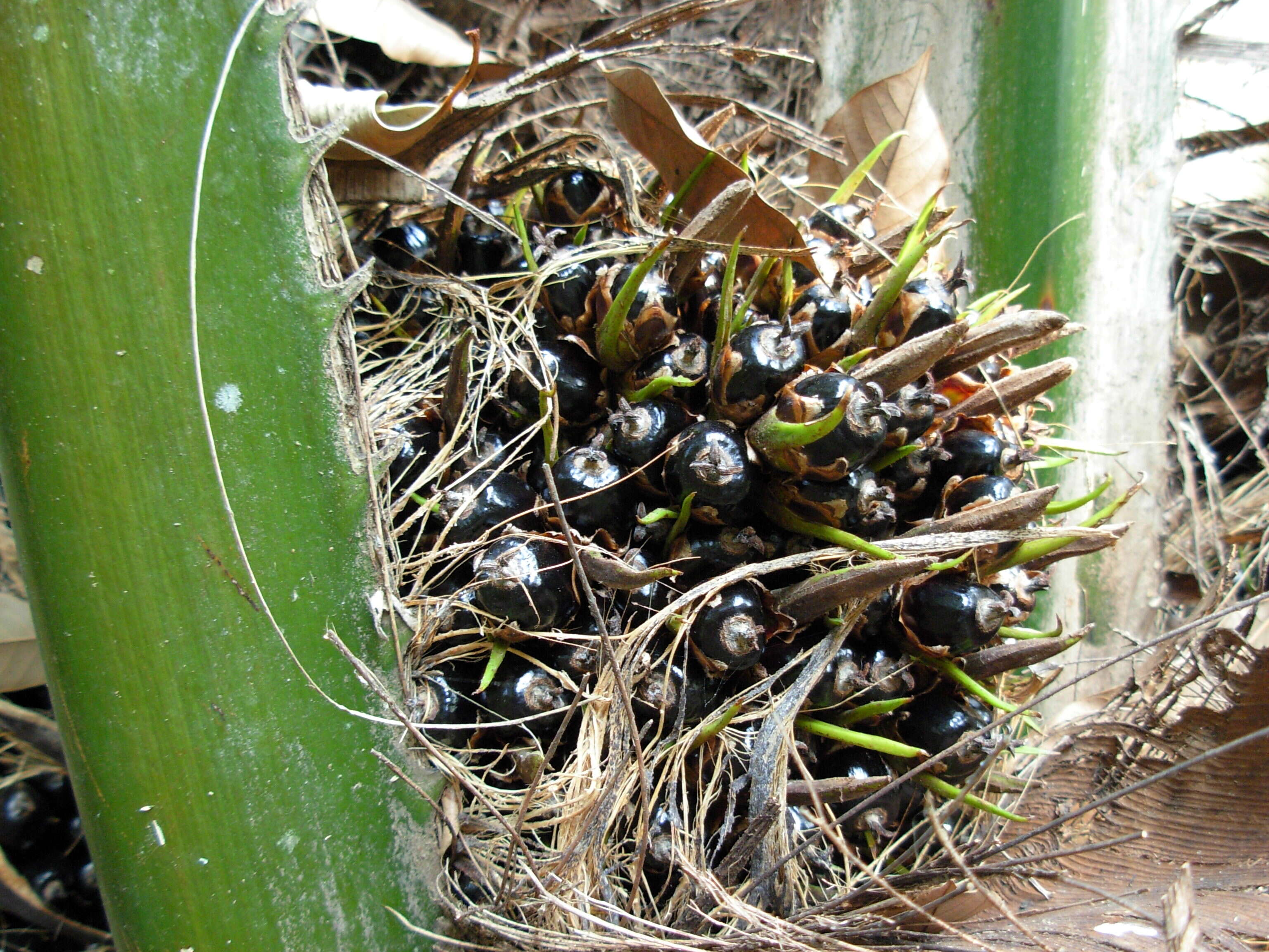 Слика од Elaeis guineensis Jacq.