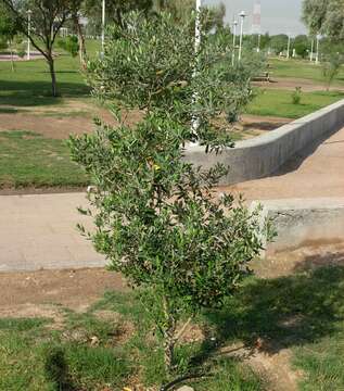 Image of olive tree