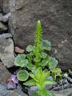 Image of Umbilicus rupestris (Salisb.) Dandy