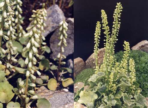 Image of Umbilicus rupestris (Salisb.) Dandy