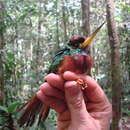 Image of Yellow-billed Jacamar