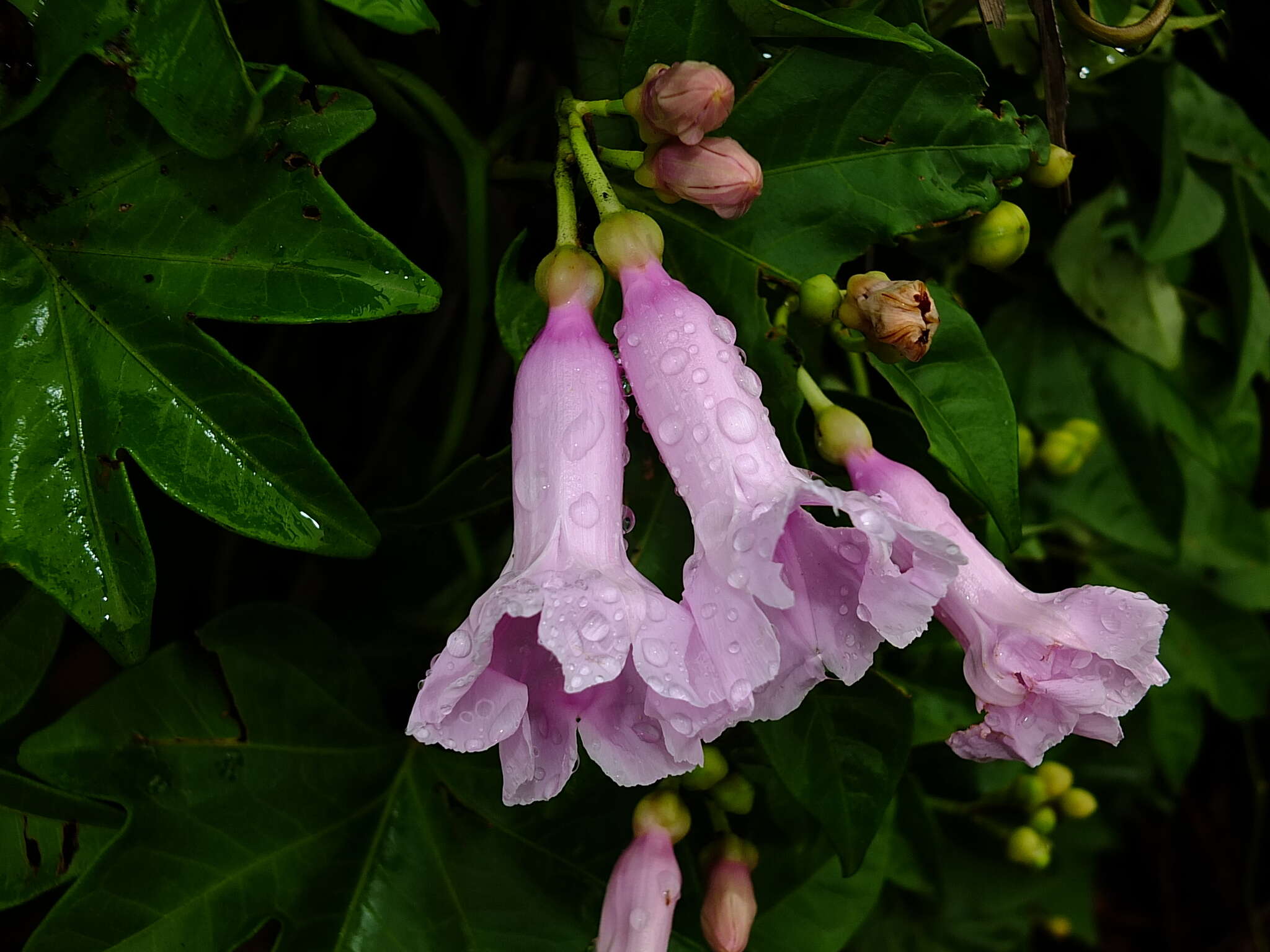 Sivun Ipomoea mauritiana Jacquin kuva