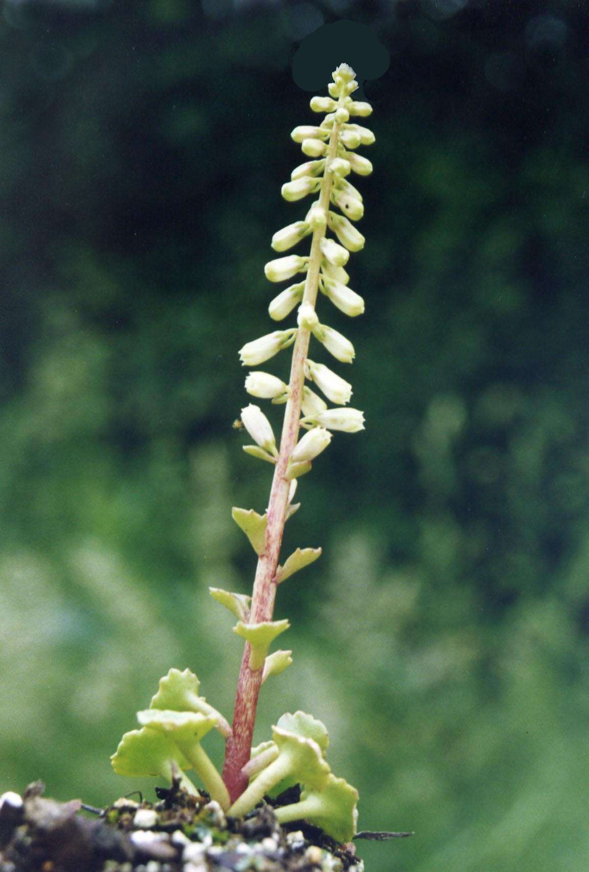 Image of Umbilicus rupestris (Salisb.) Dandy