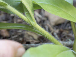 Image of western hound's tongue