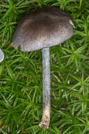 Слика од Entoloma lampropus (Fr.) Hesler 1967