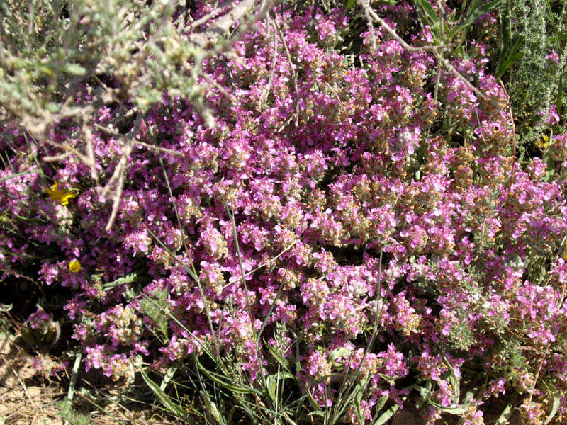 Image of Teucrium gnaphalodes L'Hér.