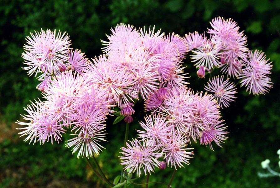 Image of Thalictrum aquilegiifolium