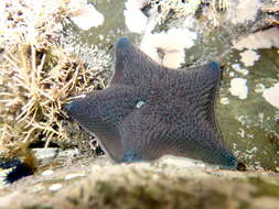 Image of Patiriella regularis (Verrill 1867)