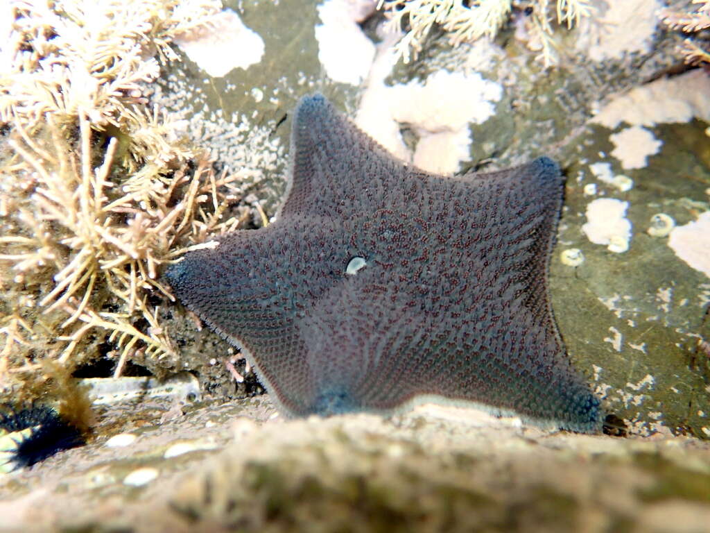 Image of Patiriella regularis (Verrill 1867)