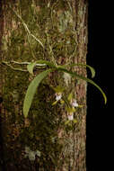 Image of Butterfly orchid