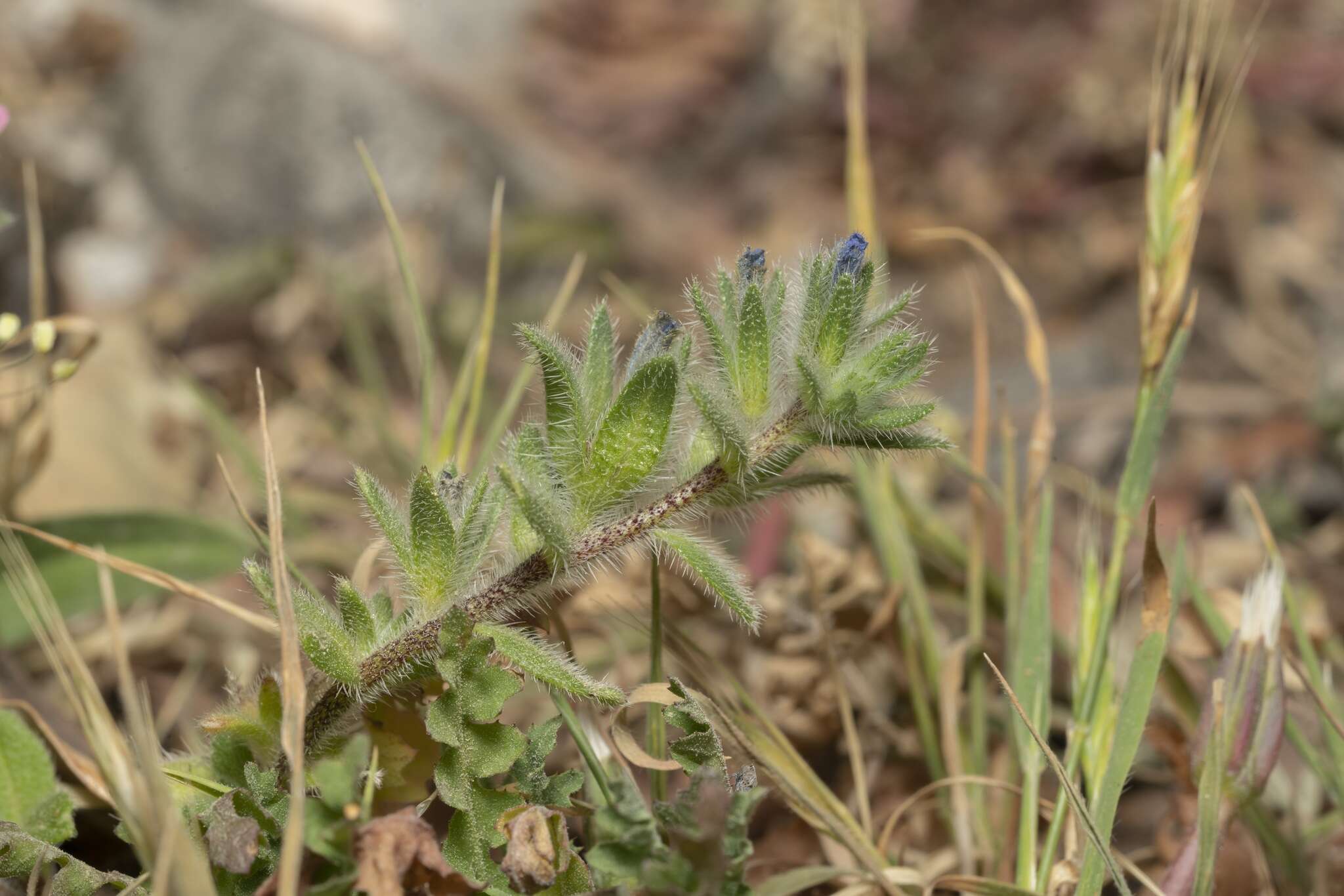 Image of Echium parviflorum Moench