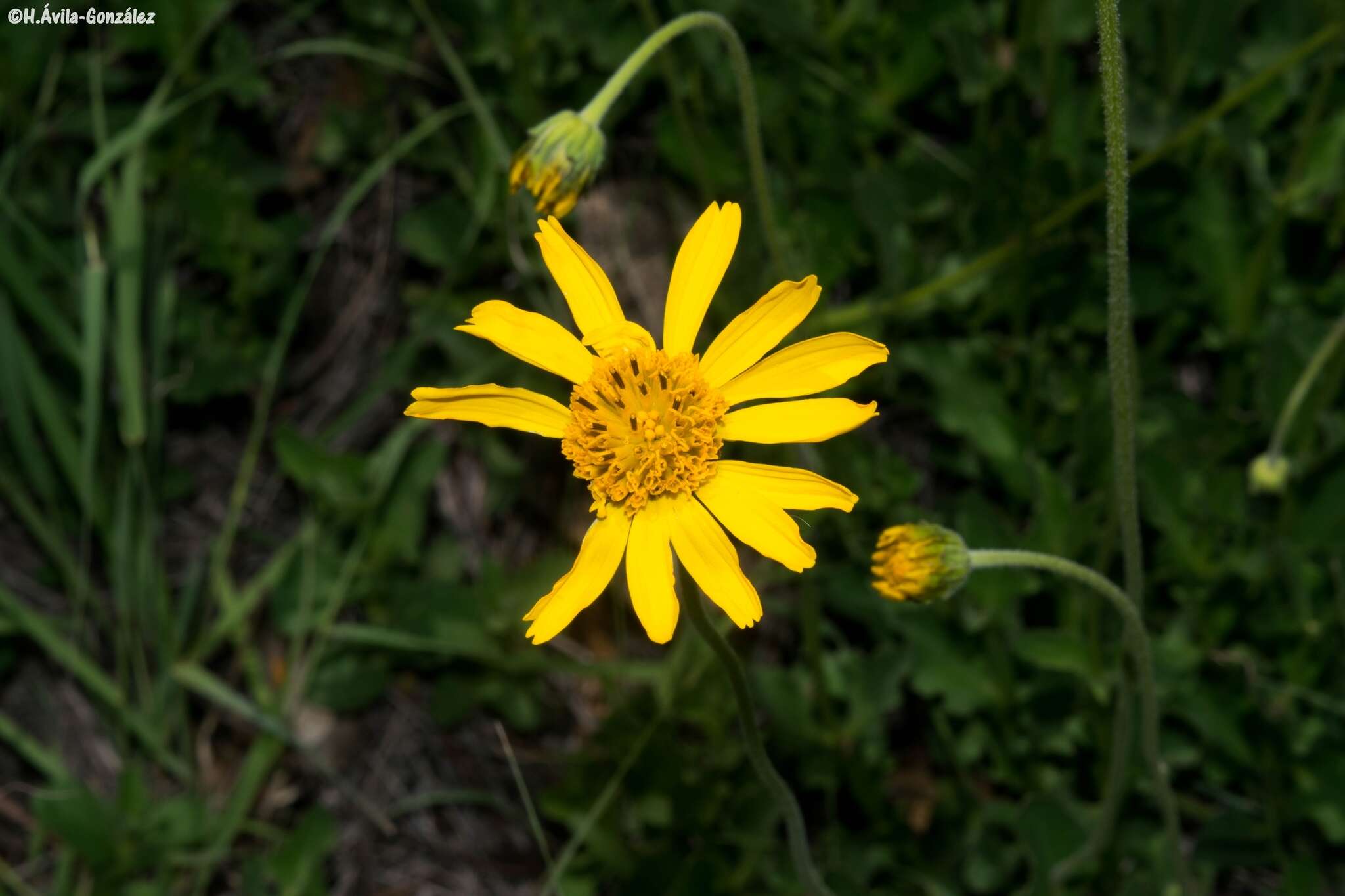 Image of Verbesina pedunculosa (DC.) Robinson