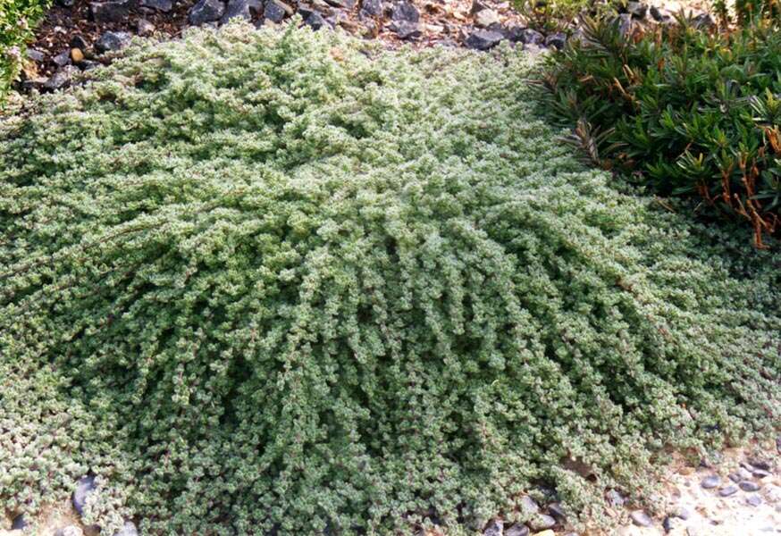 Image of creeping thyme