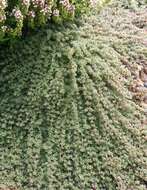 Image of creeping thyme