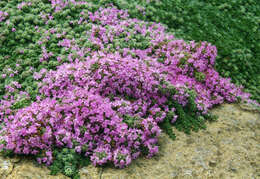 Image of creeping thyme