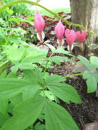 Image of bleeding heart