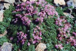 Image of creeping thyme